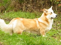 Étalon Welsh Corgi Pembroke - Narcos Des quatre jeudis