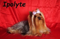 Étalon Yorkshire Terrier - Ipolyte suan sttu sayonara