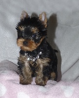 Étalon Yorkshire Terrier - Orion winter sky du domaine des chenes garance