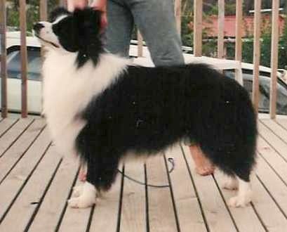 CH. maghera Debonnaire