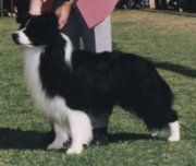CH. Loch - n - legacy to Clan Abby