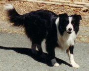 CH. hollowbold Beaus pride