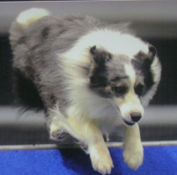 CH. sportingfield's Silver mist o kesca