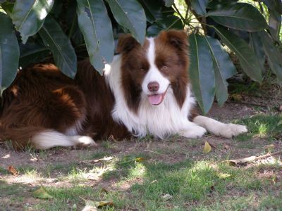 CH. borderstrand Bronze king