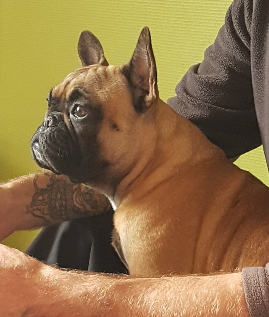 Sweat à Capuche Bouledogue Français - Art Aquarelle Propriétaire Chien Homme Femme