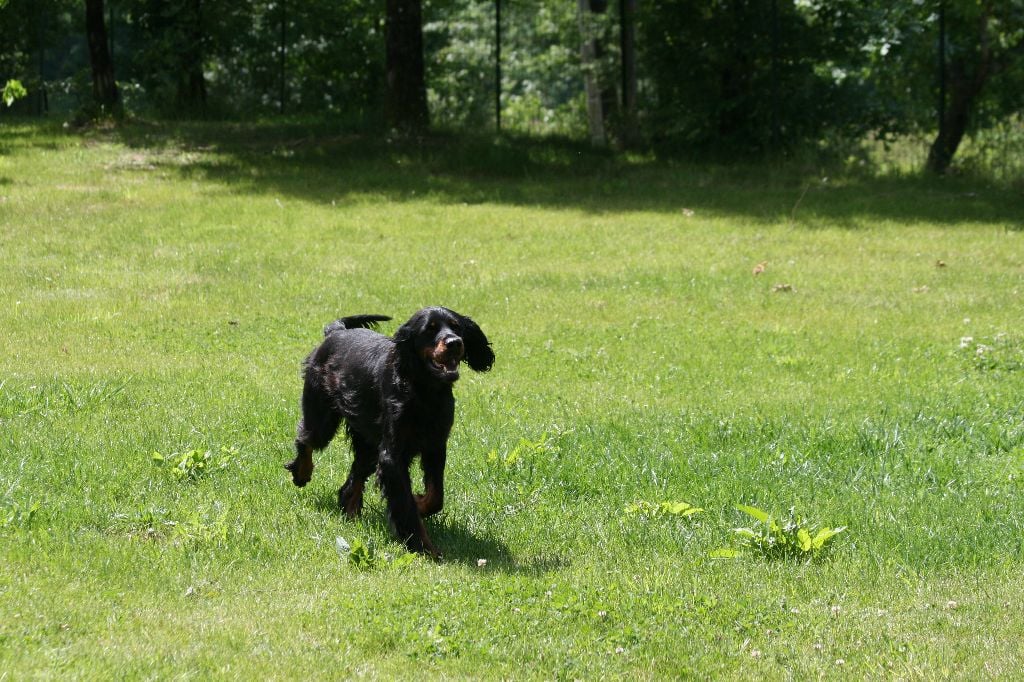 Les Setter Gordon de l'affixe   des Arcanes de Scolopax