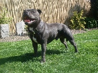 Étalon Staffordshire Bull Terrier - Mon chien iova (Sans Affixe)