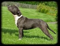 Étalon American Staffordshire Terrier - Quantum of solace du Domaine de Ferôge