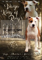 Étalon American Staffordshire Terrier - CH. Multi biss multi ch gch king of ring's