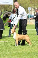 Étalon American Staffordshire Terrier - Last ruby of vanedy balkan staff