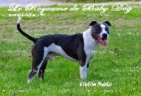 Étalon American Staffordshire Terrier - Narko Du Royaume De Baby Dog