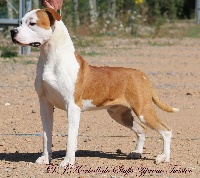 Étalon American Staffordshire Terrier - CH. karballido staffs Zipreno twister