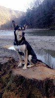 Étalon Australian Kelpie - Ringarooma Jackpot