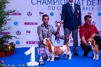 Étalon Basset Hound - Natacha du Haras de la Vergne