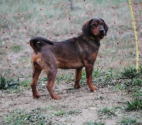 Étalon Basset des Alpes - Nova De La Vallée De La Dent Du Chat
