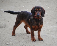 Étalon Basset des Alpes - Nomad De La Vallée De La Dent Du Chat