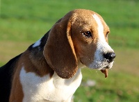 Étalon Beagle - Otomne Des Chasseurs Du Temps