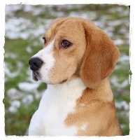 Étalon Beagle - O'tom du clos du bonheur