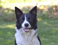Étalon Border Collie - Icar (Sans Affixe)