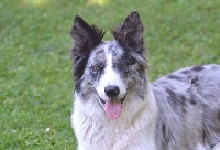 Étalon Border Collie - Java (Sans Affixe)