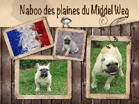 Étalon Bouledogue français - Naboo des Plaines du Middel Weg