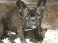 Étalon Bouledogue français - Nino pequeno of kingdom of malapata