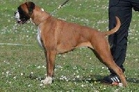 Étalon Boxer - CH. Legende Du Refuge d'Allicor