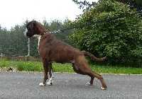 Étalon Boxer - Lizou de kerdreoue izella