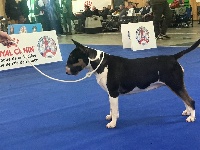 Étalon Bull Terrier - Old fashioned Of A'aron In Action