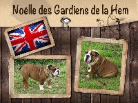 Étalon Bulldog Anglais - Noëlle des gardiens de la Hem