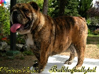 Étalon Bulldog Anglais - Malicia Du Clan De Bloody Cape