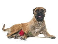 Étalon Bullmastiff - CH. Hextaz du Temps des Paluns