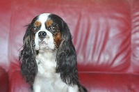 Étalon Cavalier King Charles Spaniel - Melodie d'amour des jardins de montet