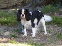 Étalon Cavalier King Charles Spaniel - Nalla (Sans Affixe)