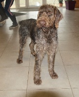 Étalon Chien d'arrêt allemand à poil dur - Osiris du Marais de Saintonge