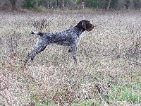 Étalon Chien d'arrêt allemand à poil dur - CH. Jade2 Des Petites Cartilles