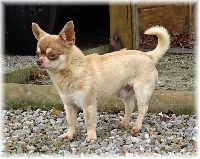Étalon Chihuahua - Lennox du Domaine d' Aiden