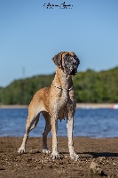 Étalon Dogue allemand - Lumia de la combe d'Opale
