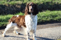 Étalon English Springer Spaniel - Lais des Diamants Verts