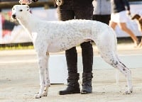 Étalon Greyhound - Noble sir Of Bel Air Park