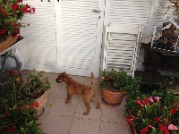 Étalon Irish Terrier - Beddy Gelert Nice fiddich