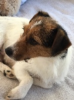 Étalon Jack Russell Terrier - Mecano de l'antre des jacks