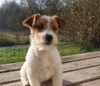 Étalon Jack Russell Terrier - Cleeve Hill Owen