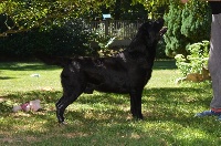 Étalon Labrador Retriever - Its the king black  dit peter De La Foret Des Boules De Poils