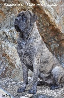 Étalon Mastiff - Pénélope La Vallée Des Mountches