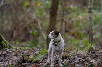 Étalon Parson Russell Terrier - Engie de la Vallée du Bois Bray