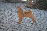 Étalon Shar Pei - Orange mecanique du Ferraillon