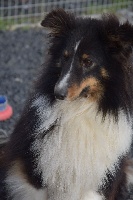 Étalon Shetland Sheepdog - New deal du Domaine du Carpé