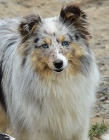 Étalon Shetland Sheepdog - Ninon bleue De la combe berail