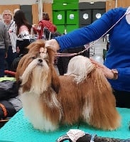 Étalon Shih Tzu - One lady des Pommiers du Pays d'Othe